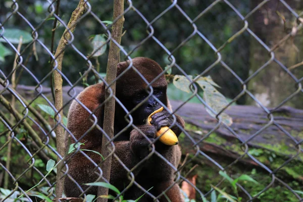 Um macaco lanoso mantido em cativeiro comendo uma banana — Fotografia de Stock