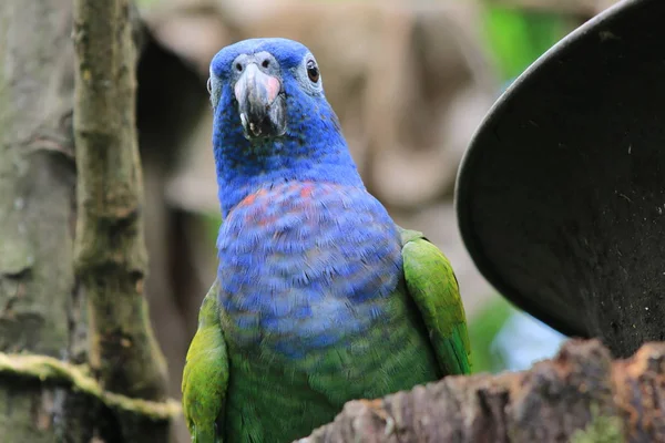 Mavi kafalı bir papağan fotoğraf makinesinde ilginç görünümlü — Stok fotoğraf
