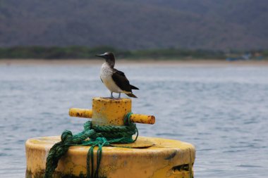 A blue-footed booby, Sula nebouxii, standing on a yellow buoy in the ocean clipart