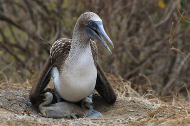 Mavi ayaklı bir bubi, Sula nebouxii, iki bebek ile kaka yapılmış bir yuva üzerinde oturan