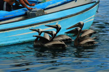 Bir balıkçı teknesinin yanında balık için yalvaran büyük bir pelikan grubu.