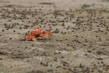 Parlak turuncu yengeç sahildeki deliğinde saklanmaya hazır.
