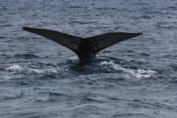 혹등고래의 꼬리, 메가페라 노바에안글리아, 물뿌리기 — 스톡 사진