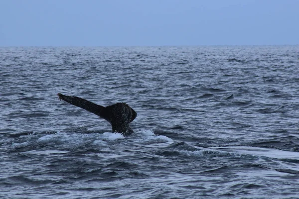 Uma cauda solitária de uma baleia jubarte em um grande oceano, Megaptera novaeangliae — Fotografia de Stock