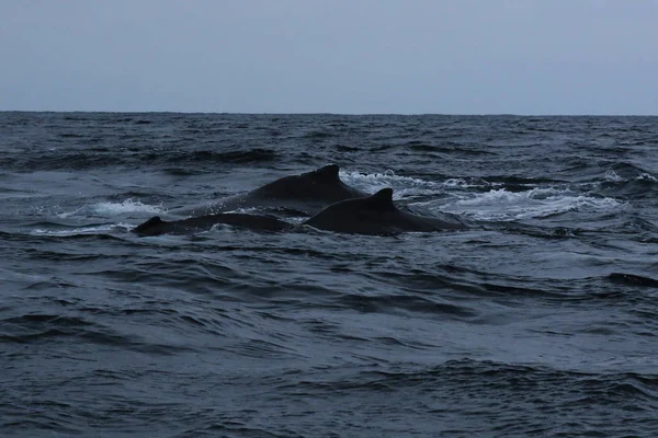 Een moeder en baby Humback walvis, Megaptera novaeagliae — Stockfoto