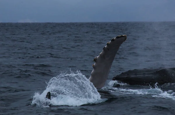 Bir Humback balinası, megaptera novaeagliae, göğüs yüzgeçlerinden biriyle çırpınıyor. — Stok fotoğraf