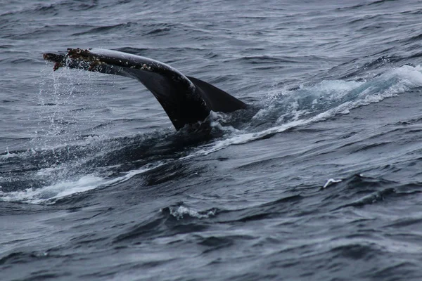 The tail of a humpback whale, Megaptera novaeangliae, splashing water around — Stock Photo, Image