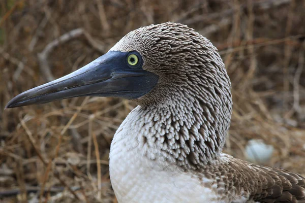 Un primer plano de la cabeza de un booby de patas azules, Sula nebouxii —  Fotos de Stock