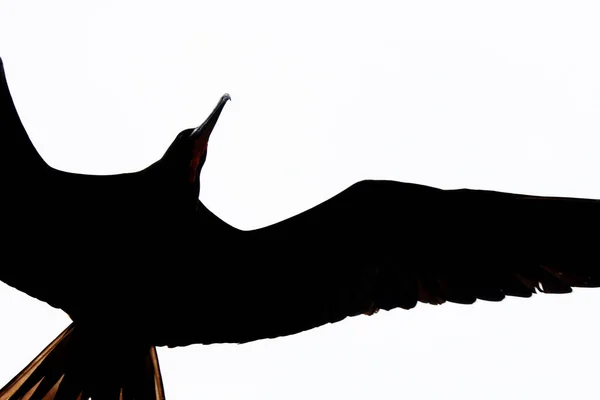 Gökyüzünde muhteşem bir fırkateyn kuşu, fregata magificen bir silhoutte