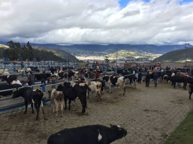 Otavalo, Ekvador, 28-6-2019: Otavalo ünlü hayvan pazarında inekler satan Insanlar