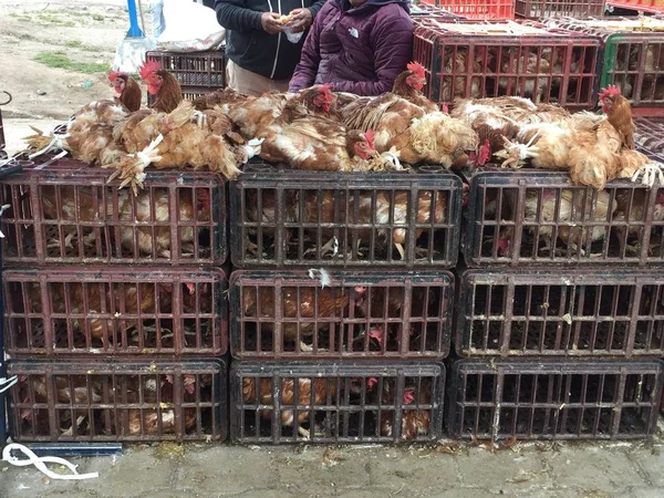 Kötü koşullarda Satılık tavuklar, tüm küçük kutular doldurulmuş