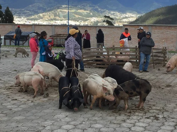 Otavalo, Ekvador, 28-6-2019: Otavalo ünlü hayvan pazarında domuz satan Insanlar