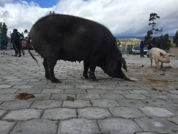 Otavalo, Ecuador, 28-6-2019: Люди продают свиней на знаменитом животном рынке Отавало — стоковое фото