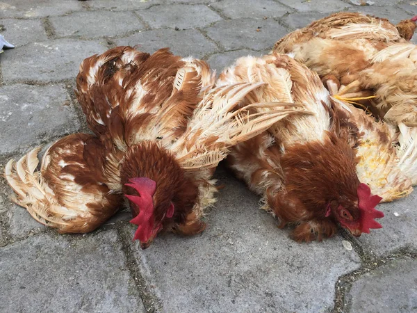 Chickens for sale in bad conditions, laying on the ground with broken wings — Stock Photo, Image