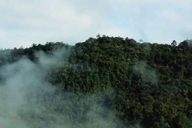 Bulutlar gelen tropikal nemli yağmur ormanları