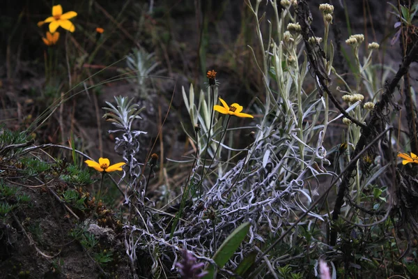 Bright yellow flowers with a few moss like leaves on a dry dark clayish ground next to a plant with grey stalks — Stock Photo, Image