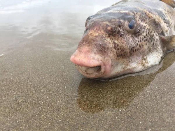 Un pez globo muerto arrastrado a la playa debido a pesquerías insostenibles — Foto de Stock