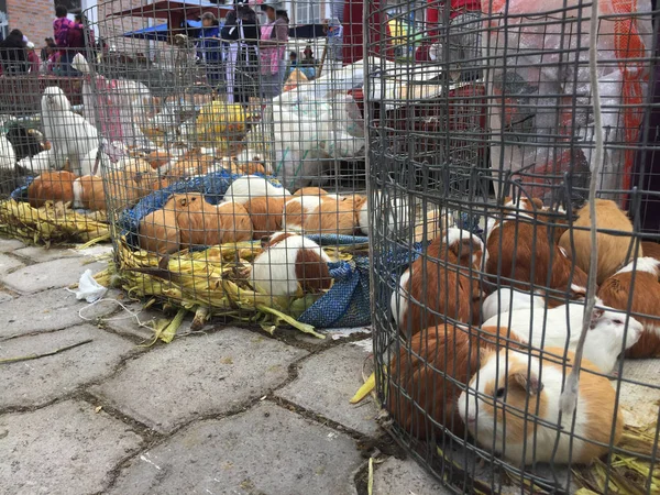 Many Guinea pigs and rabbits for sale at the market in otavalo