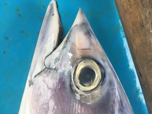 A close up of the head from a fish with the scales and eye clearly visible