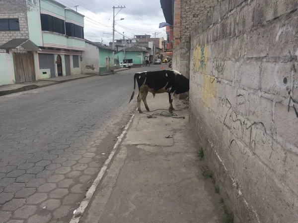 Корова в середине улицы, которая засунула его голову в сад — стоковое фото