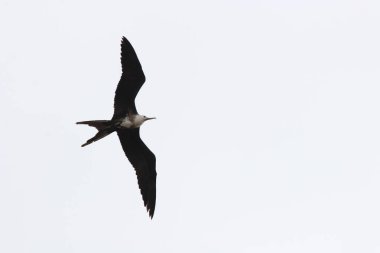 Bir kadın muhteşem Frigate Bird, Fregata muhteşem, uçan