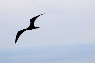Muhteşem bir Frigate Bird, Fregata muhteşem, okyanus üzerinde uçan