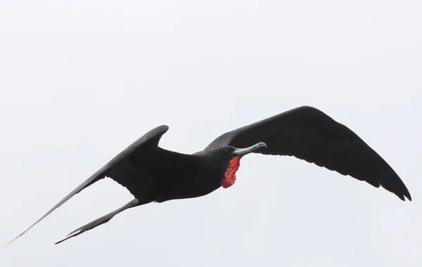 壮大なフリゲート鳥、フレガタは、彼の赤いキールサックが見えるで飛んで、拡大鏡 — ストック写真