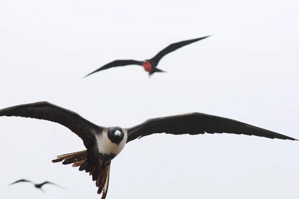 muhteşem Frigate Bird, Fregata muhteşem, beyaz bir gökyüzüne karşı uçan