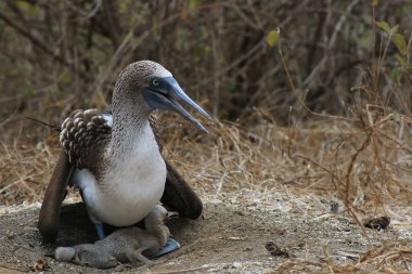 Mavi ayaklı bir Booby, sula nebouxii, tüyleri olmayan iki genç civciv ile yuvasını koruyan