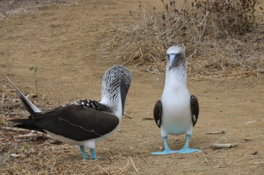 İki mavi ayaklı boobies, sula nebouxii, kumlu bir yolda ayakta