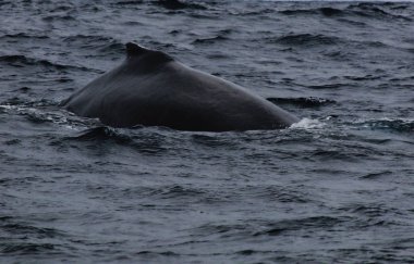 Bir erkek kambur balina, Megaptera novaeangliae, birçok yara izi görünür geri yakın