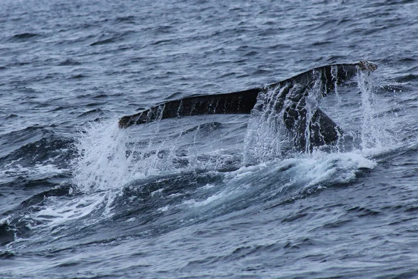 Den bakre fenan eller svansen på en knölval, Megaptera novaeangliae, stänk vatten upp från havet — Stockfoto