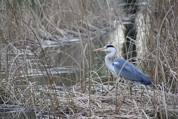 Czapa szara, Ardea cinerea, stojąc w stroiki obok wody zimą — Zdjęcie stockowe