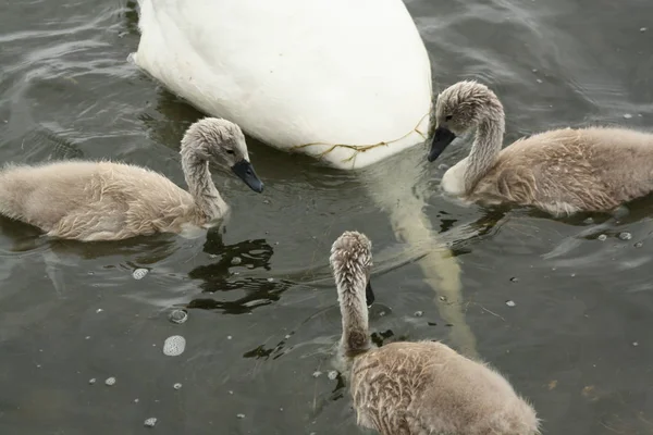 Tres cisnes jóvenes esperando hasta que la madre aparezca de nuevo con comida — Foto de Stock