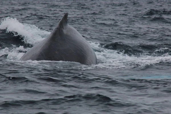 수컷 혹등고래, 메가페라 노바에안글리아에서 등 뒤로 가까이 올라가면 흉터가 많이 보입니다. — 스톡 사진