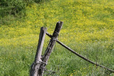 Yaz aylarında altın bardak çiçek açan sarı çiçeklerle dolu bir çayır ile yol ayıran eskrim