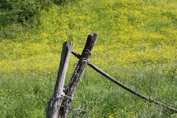 Yaz aylarında altın bardak çiçek açan sarı çiçeklerle dolu bir çayır ile yol ayıran eskrim