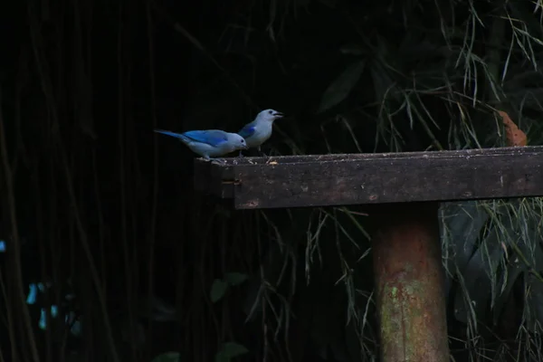 Un tanager bleu bleu-gris, Thraupis episcopus, assis sur une plate-forme d'alimentation — Photo