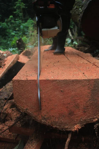 Een boomstam Il-legaal wordt gesneden op de bosbodem van een tropisch bos met een kettingzaag — Stockfoto