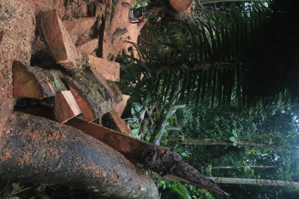 Yasadışı ormansızlaşma nın bir görünümü, tahrip edilmiş orman zemininde döşenen birçok atık sandık parçası