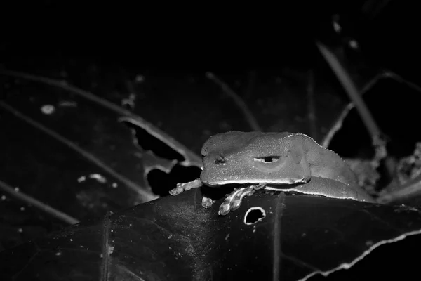 Een zwart-wit foto van een slaperige groene boomkikker die ontspannend is op een groot groen blad — Stockfoto