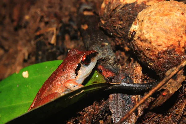Hermosa rana marrón roja con un vientre blanco sentado una hoja en el bosque tropical ecuatoriano —  Fotos de Stock