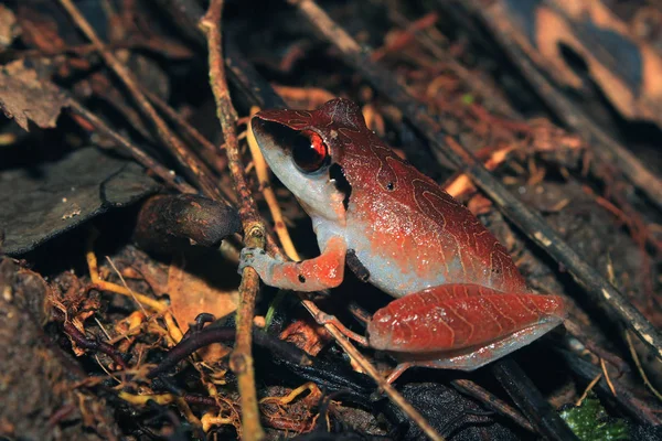 Una hermosa rana marrón roja con un vientre blanco sentado en el suelo del bosque tropical ecuatoriano — Foto de Stock
