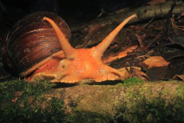 Bir Amazon Dev Salyangoz, Megalobulimus popelairianus, Strophocheilidae, yaklaşan ve tehdit