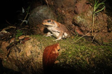 Büyük bir kahverengi baston kurbağa, Rhinella marina, bir yosun yatakta kibirli oturuyor