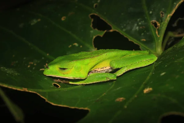 Büyük yeşil bir yaprak üzerinde o kadar zarif olmayan bir şekilde uyuyan yeşil bir ağaç kurbağası — Stok fotoğraf