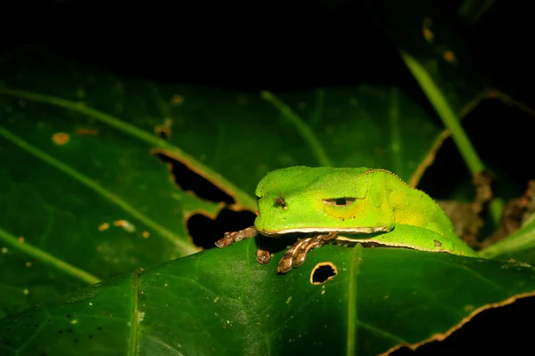 Una rana arbórea verde soñolienta que se relaja sobre una gran hoja verde — Foto de Stock