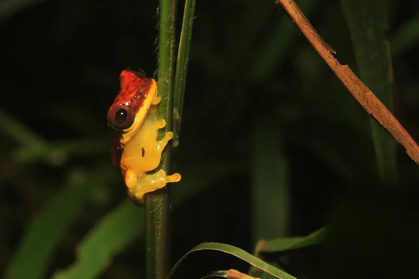 Rana arborícola roja, dendropsophus rhodopeplus, con puntas negras situadas sobre un tallo verde delgado — Foto de Stock