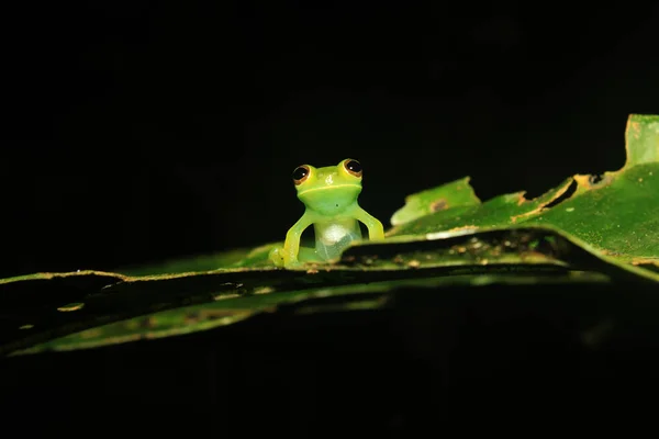 Una pequeña rana de vidrio verde claro con los intestinos visibles sentados en medio de una hoja mirando a la cámara — Foto de Stock
