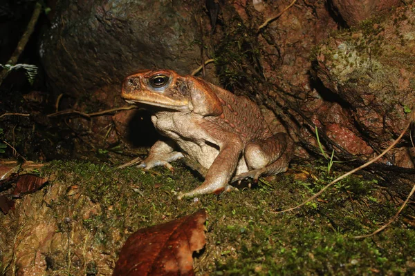 Büyük bir kahverengi baston kurbağa, Rhinella marina, bir yosun yatakta kibirli oturan bir yakın çekim